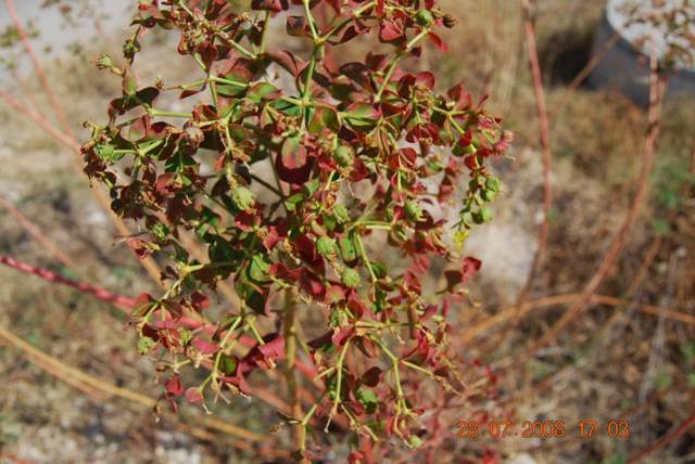 Euphorbia ceratocarpa / Euforbia cornuta